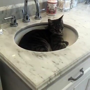 Cette chatte ne veut jamais sortir du lavabo. Trop marrant !