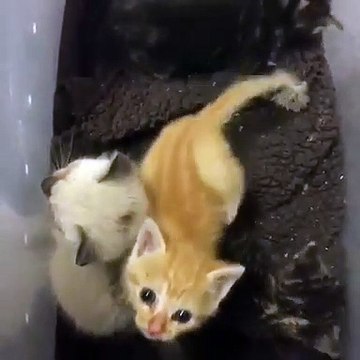 Le miaulement de ce chaton va vous donner des frissons. Trop chou !