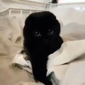 Ce chat noir est terriblement merveilleux. Admirez le !