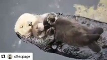 Bébé loutre dormant sur sa maman. Trop mignon !