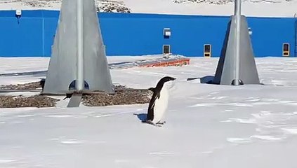 Ce pingouin se promène dans la neige. Trop cute !