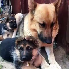 Une famille entière de chiens se retrouve ensemble. Magnifique !