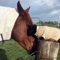 Ce cheval et un chat sont très proches. Admirez les !!