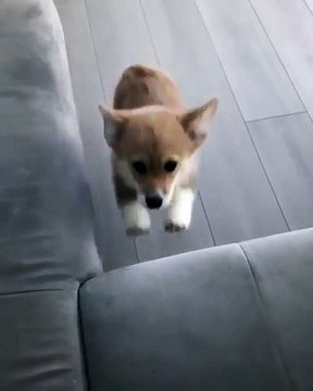 Ce chiot voulait monter sur un fauteuil mais ça ne s'est pas passé comme prévu. Adorable !