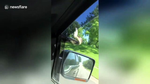 Kansas driver uses windshield wiper to get snake off moving vehicle