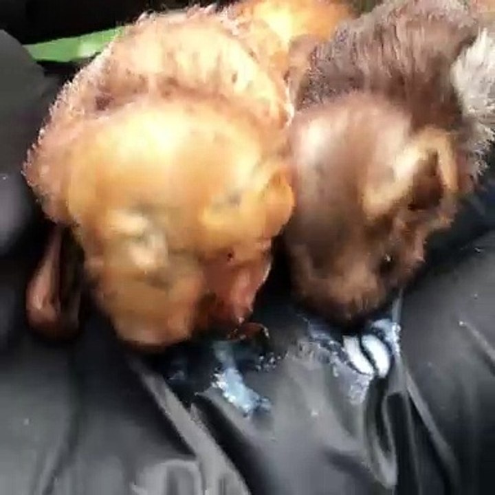 Ces chauves souris étaient si tristes et apathiques avant de se trouver à deux. Maintenant ils s'amusent !