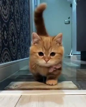 Son expression faciale est trop mignonne. Magnifique chatte !!