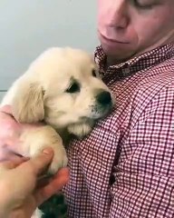 Regardez la première rencontre entre ce chiot et ses nouveaux parents. Émouvant !