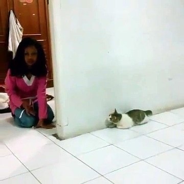 Hilarant ! Regardez comment ce chat va se faire surprendre !