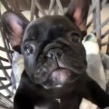 Ce chiot va vous faire fondre avec ces ronronnements. Trop mimi !