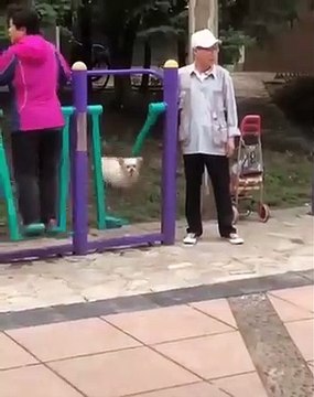 Incroyable ! Un chat qui s'amuse sur une balançoire.