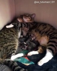 Une famille de chats qui prennent du bon temps tous ensemble !