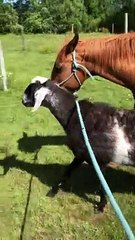 Buddy the Goat is Causing Trouble