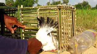 Fantastique Trou Oiseau Piège de Faire De Bambou Et bouteille d'eau