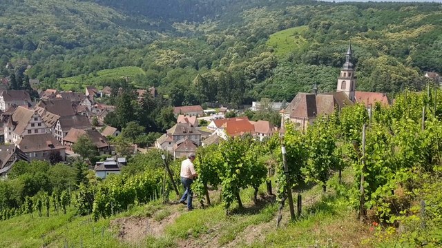 Grands crus d'Alsace : Le Kastelberg