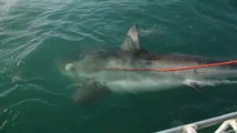 Ces touristes croisent un énorme grand requin blanc. Rencontre terrifiante