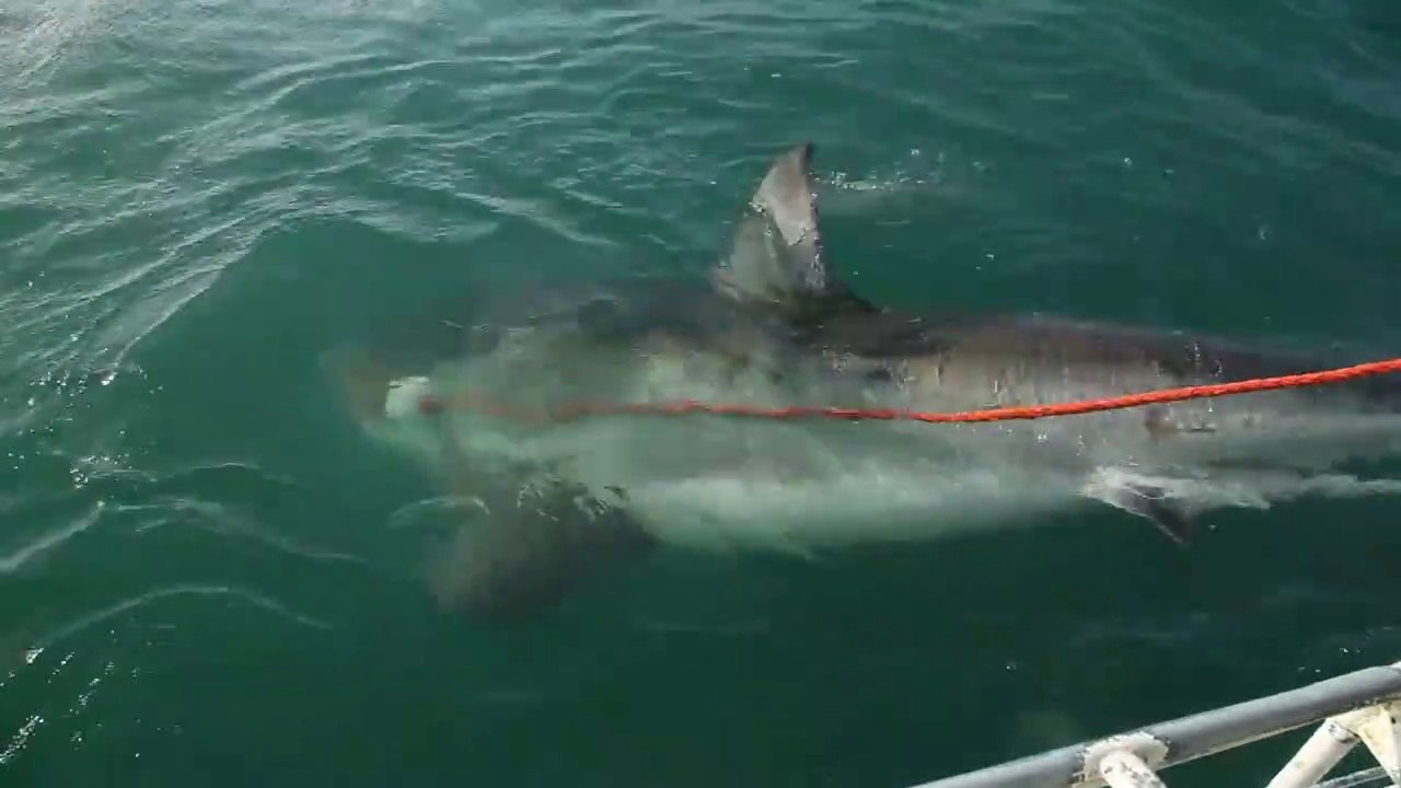 Ces touristes croisent un énorme grand requin blanc. Rencontre terrifiante