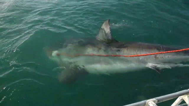 Ces touristes croisent un énorme grand requin blanc. Rencontre terrifiante