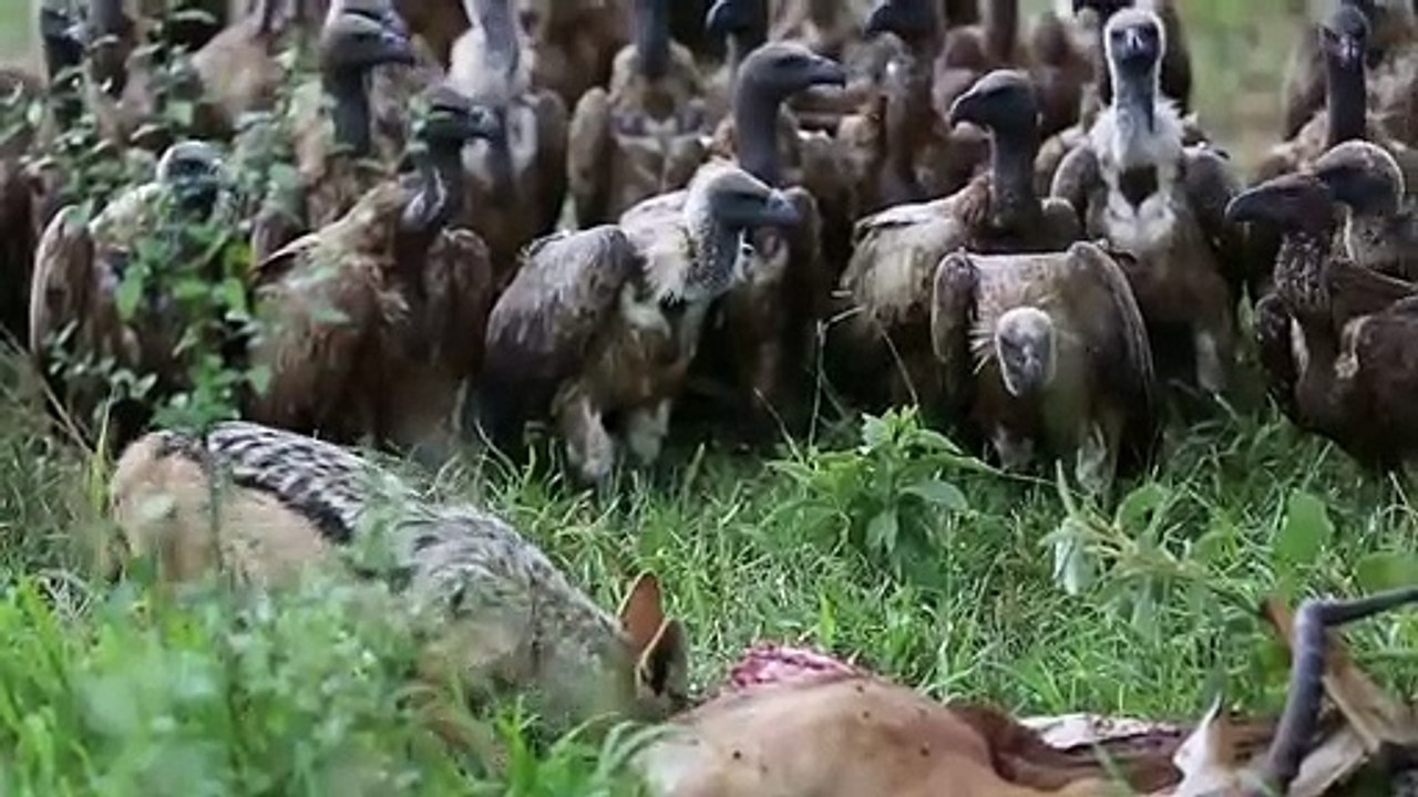 Des dizaines de vautours attendent que ce chacal ait fini de manger pour sauter sur une carcasse