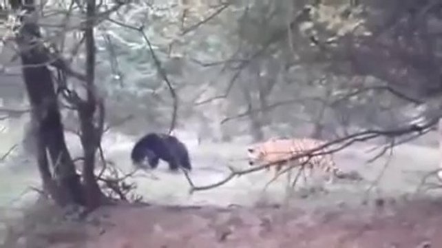 Ce tigre va comprendre qu'il ne faut pas s'en prendre aux ours... Chasseur chassé