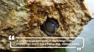 New weird animal species discovered that eats rocks