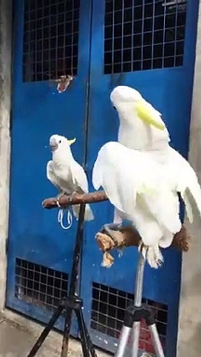 Barking Birds