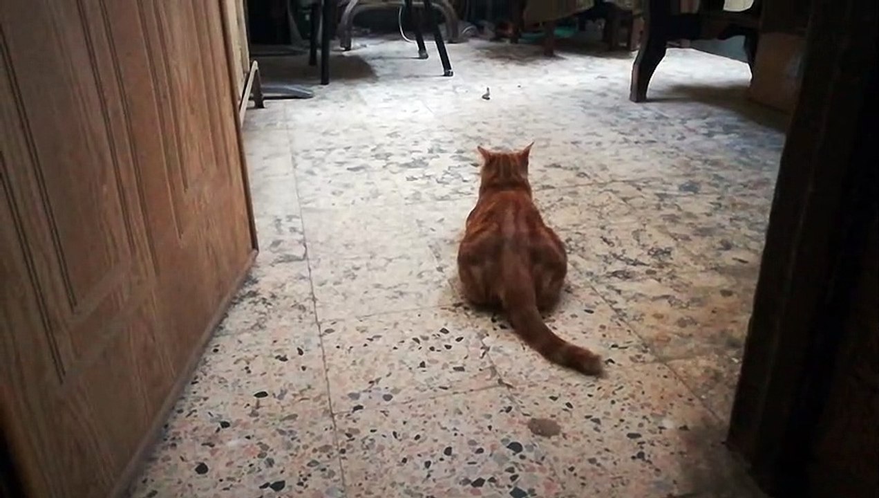 Kitty Plays With Leafs