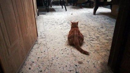 Kitty Plays With Leafs