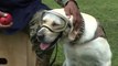Frida the rescue dog retires in Mexico