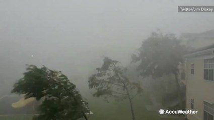 Trees hold on for dear life as wind and rain batter them
