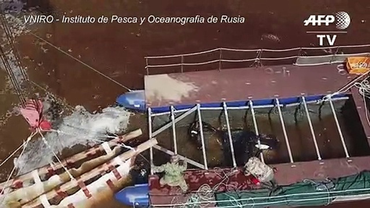 Rusia libera las primeras ballenas de una "cárcel"