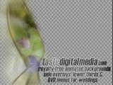 Wedding backgrounds, video loops and motion clips