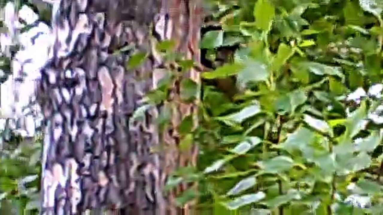 MCH 115 DID YOU SPOT THE SQUIRREL CALGARY ALBERTA CANADA HATCHERY BOW RIVER.