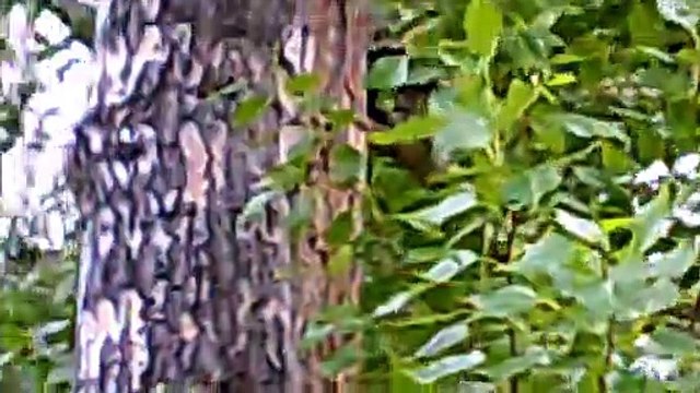 MCH 115 DID YOU SPOT THE SQUIRREL CALGARY ALBERTA CANADA HATCHERY BOW RIVER.