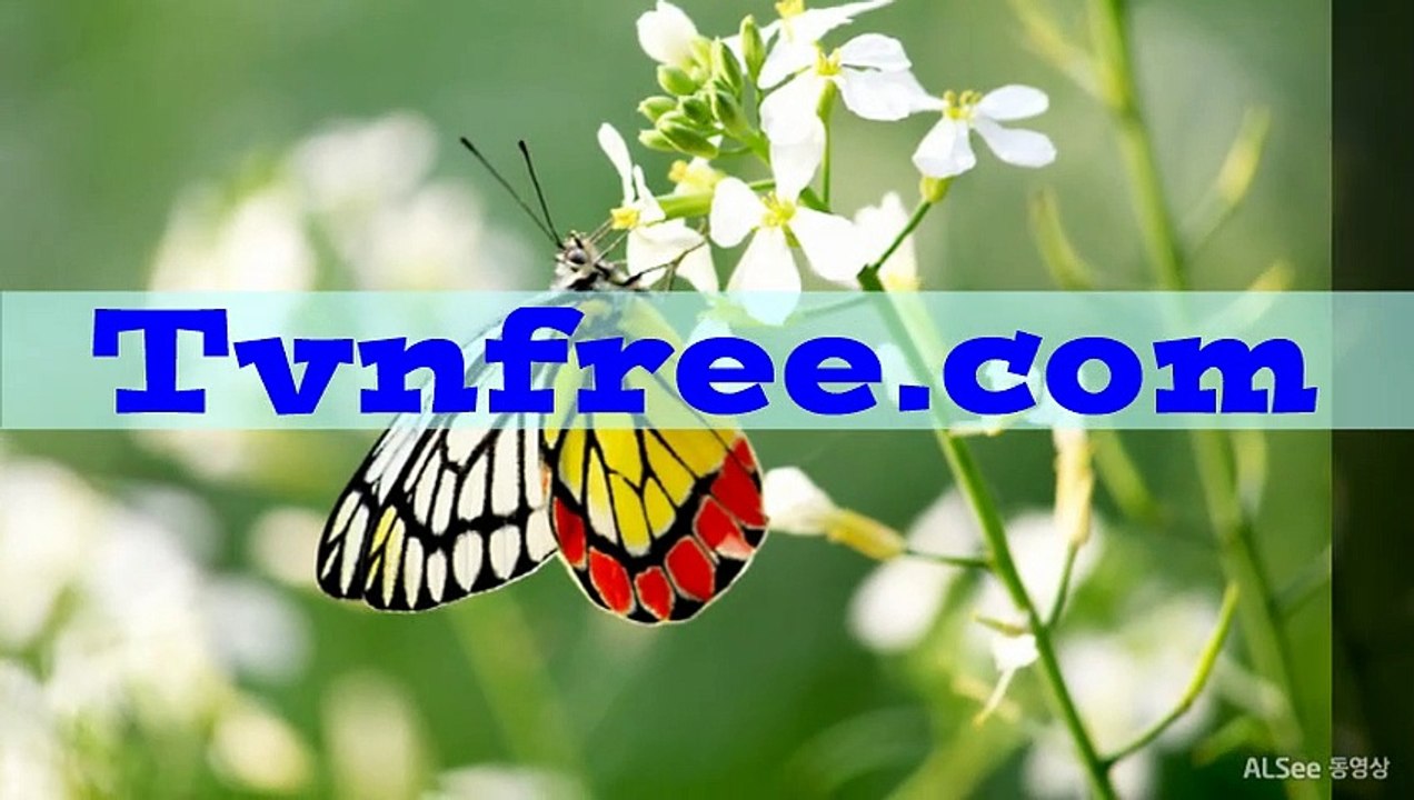 티비앤프리 종합tv편성표↗∵↙ TVNFREE、COM ↗∵↙ 수목예능 드라마다시보기추천