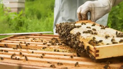 Beam- The Glastonbury Sculpture Shaped By Bees - Documentary