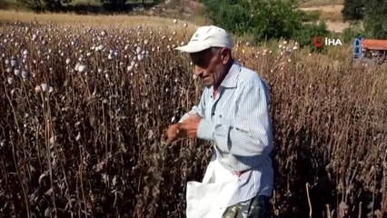 Amasya'da haşhaş hasadı başladı