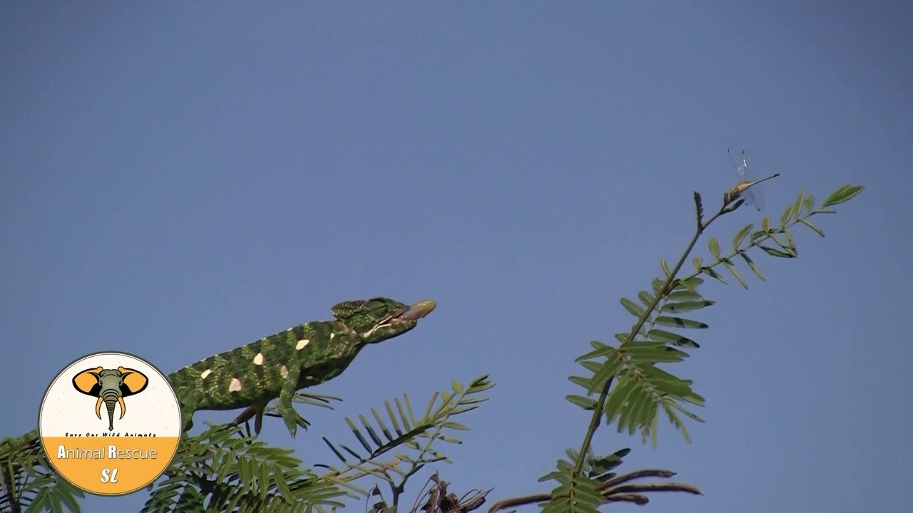 sri lankan chameleon !