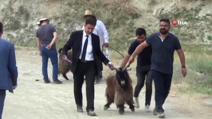 Hakkarili besicilere keçi ve koyun desteği