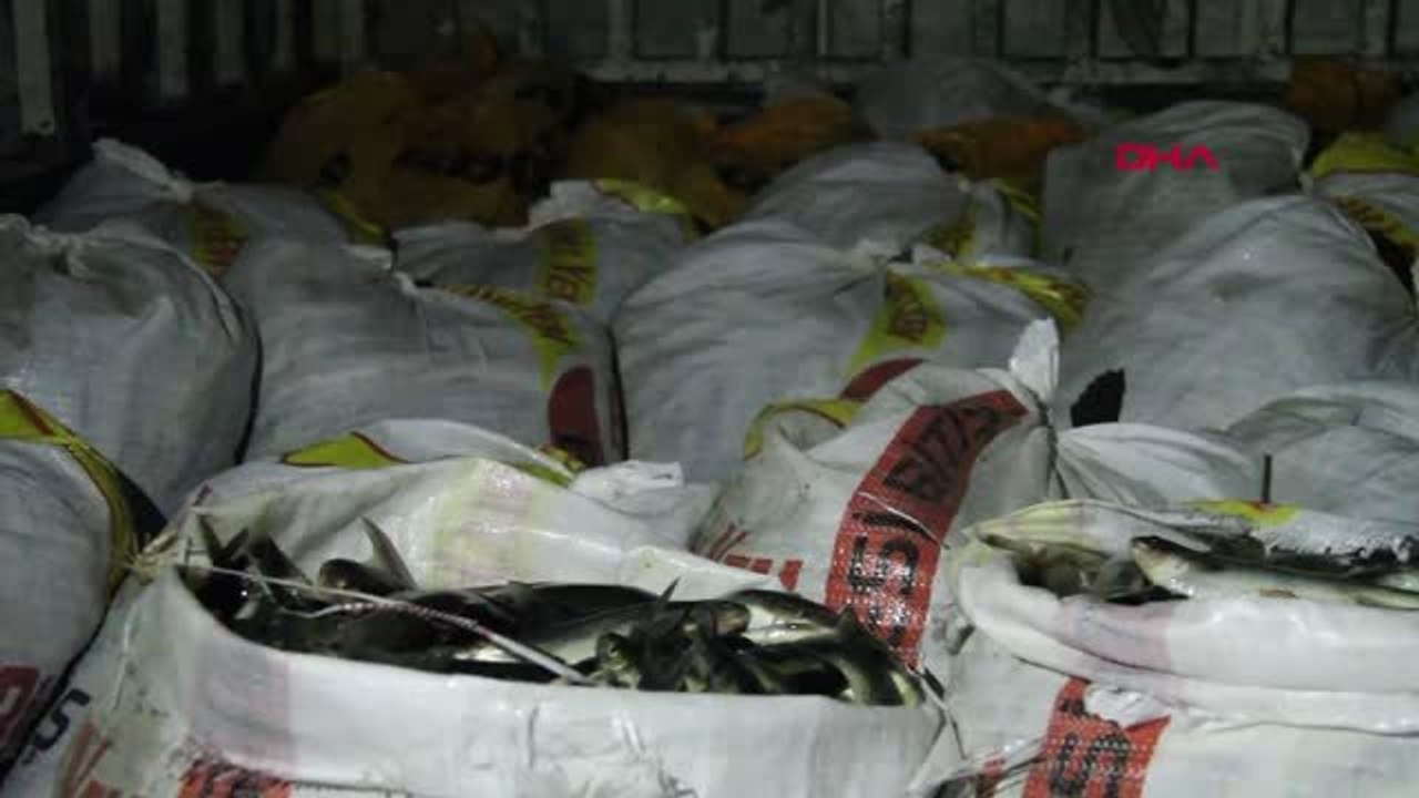 Van'ın Muradiye ilçesinde avlanması yasak 4 ton inci kefali ele geçirildi