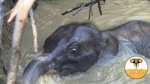 Rescued baby elephant from well
