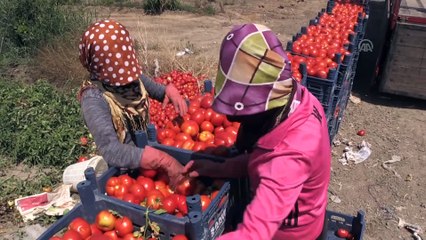 Domatesin fiyatı tarlada 50 kuruşa düştü - ADANA