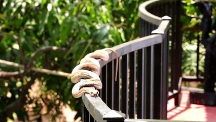 rescue animals from sri lanka !