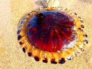 La méduse rayonnée (Chrysaora hysoscella   aussi appelée méduse boussole)