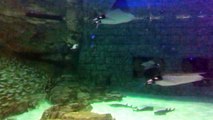 Free B Roll Aquarium Loop Manta Rays