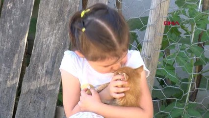 BOLU Minik Azra'nın selden kurtarıp 'Pamuk' adını verdiği kedi umudu oldu