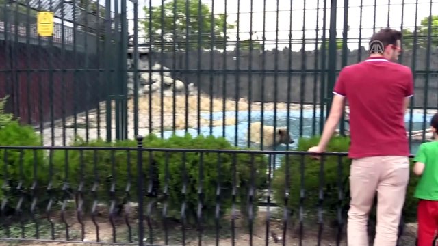 'Bozo' ile 'Muzo' buzlu kokteyl ile serinliyor - KONYA