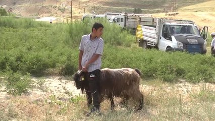 Hakkari'de 47 çiftçiye 987 küçükbaş hayvan dağıtıldı