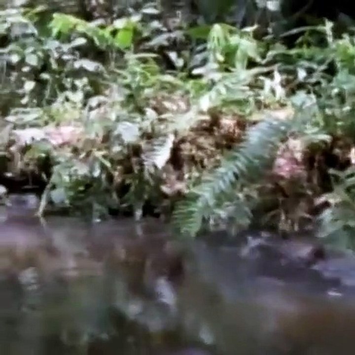 Water Chevrotain Hide In Water To Avoid Eagle