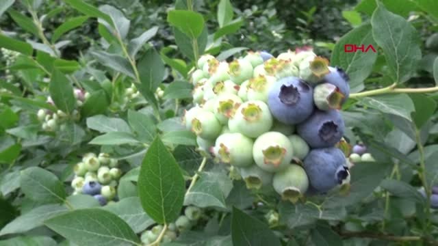 RİZE Söktüğü çay bahçesi yerine 'likapa' dikti, kara geçti